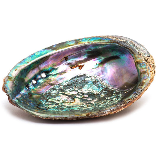inside abalone smudging shell
