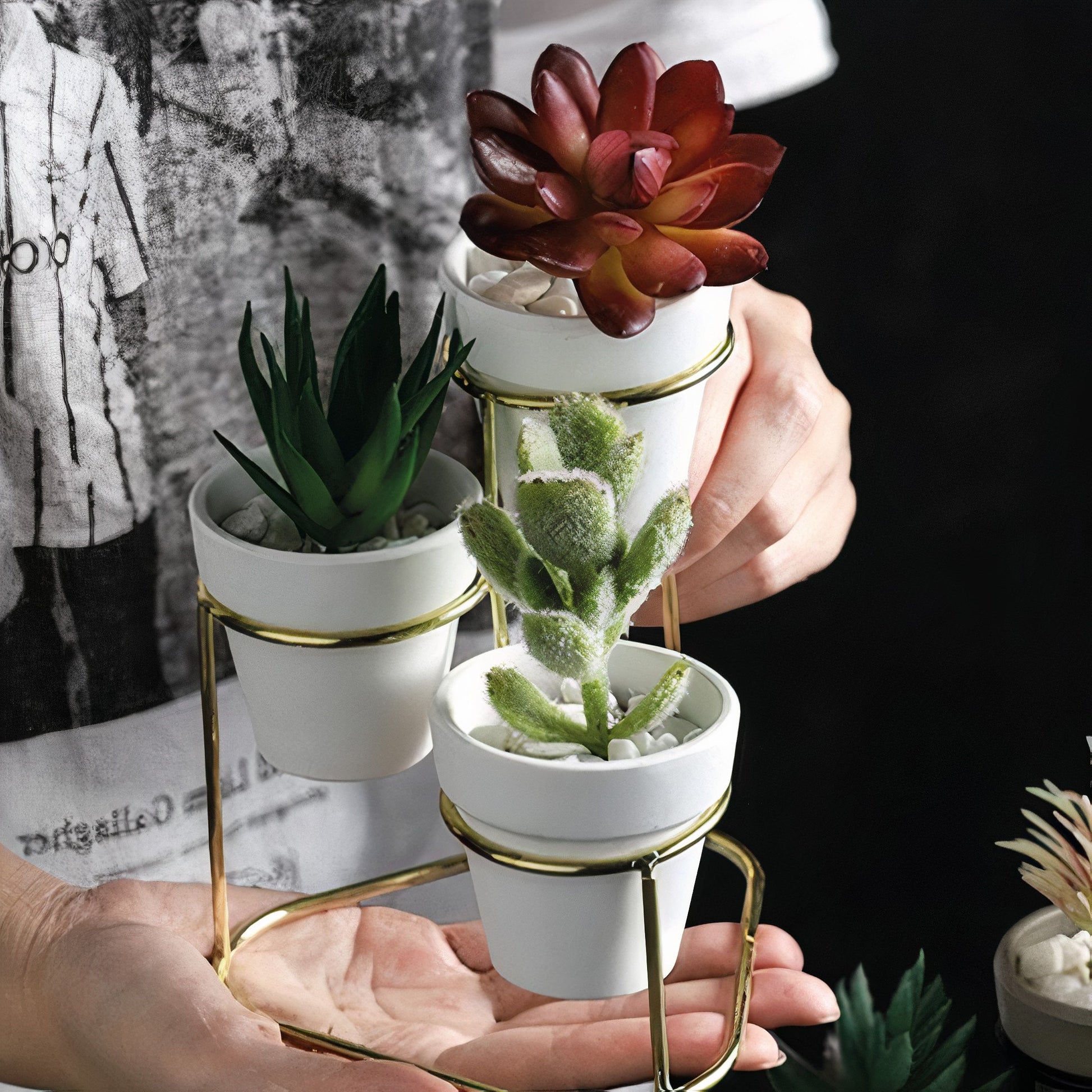 plant pots with succulents and cactus