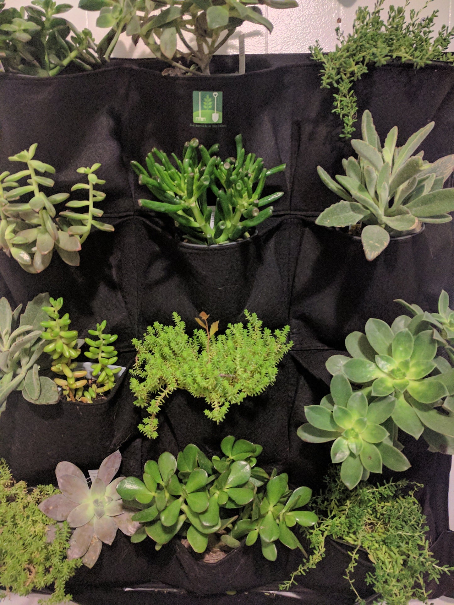 wall planter outdoor